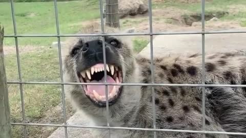 Hyenas Are Awesome