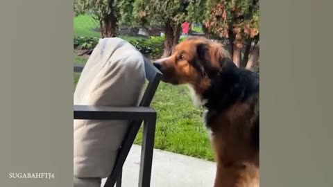 DOGS are the FUNNIEST creatures on Earth 😂 NEW Funny Dog Videos