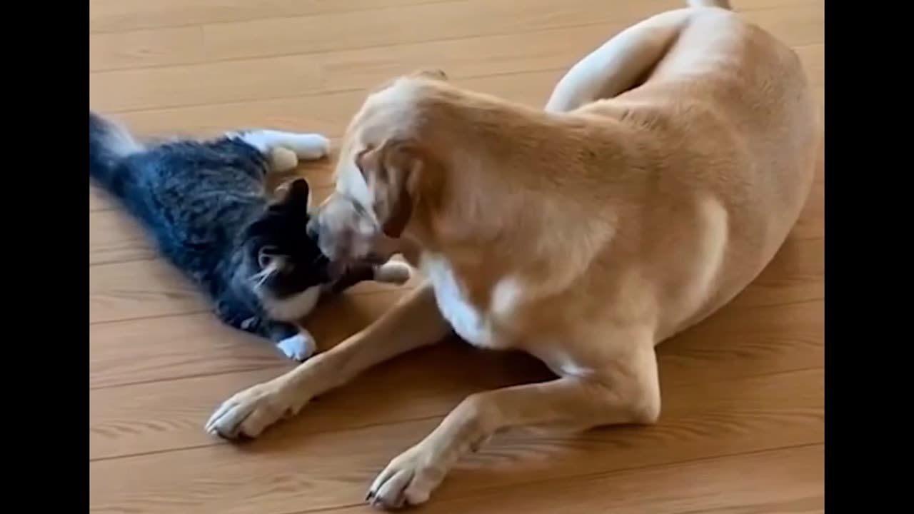 Adorable Kitten & Dog Wrestle! 🤩🤩