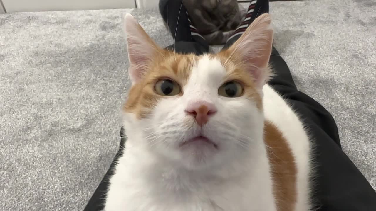 Cat Adorably Stares At Human While Purring