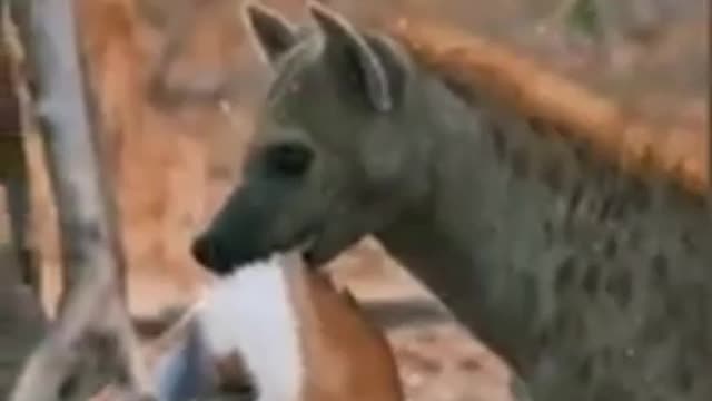 Scary moment...ANACONDA beats HYENA