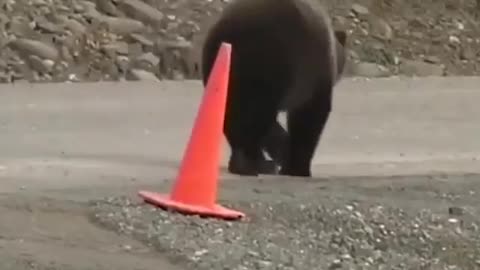 Good bear