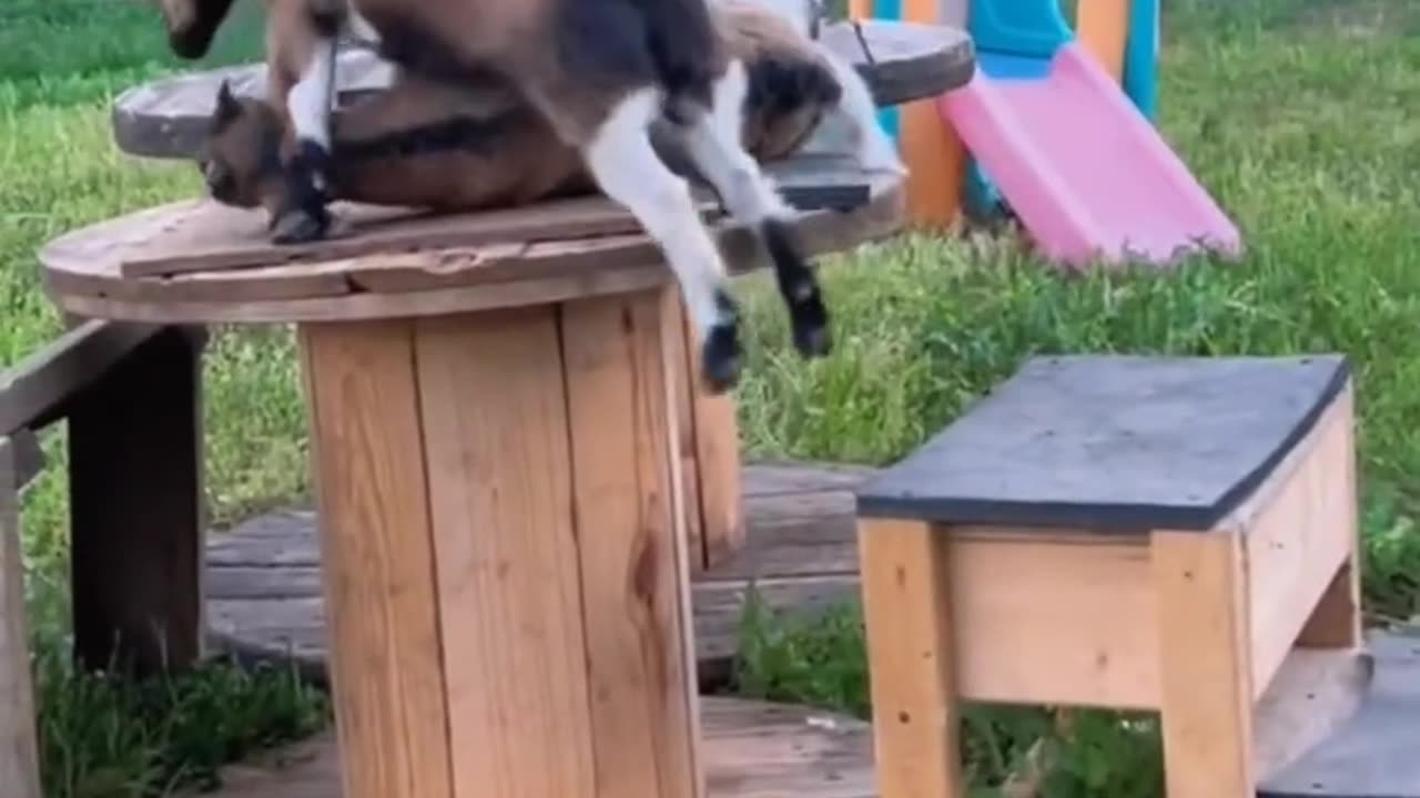 Funny video 📸📸📸