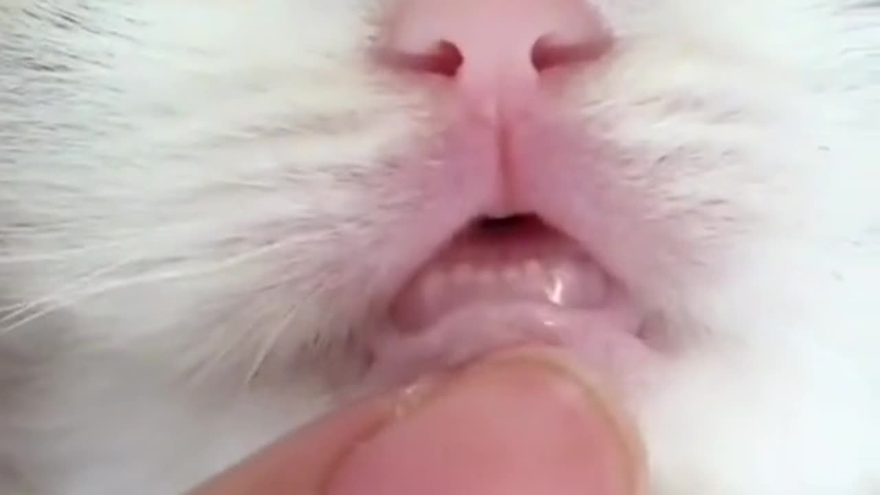 Video no. 83 you get a surprise in one of our videos stay tuned