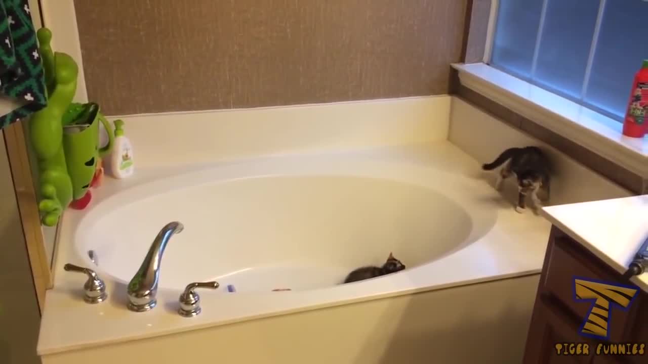 Try to stay serious the most popular Cat videos