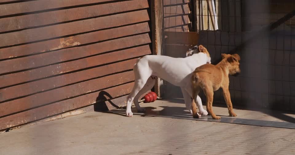 dogs playng together