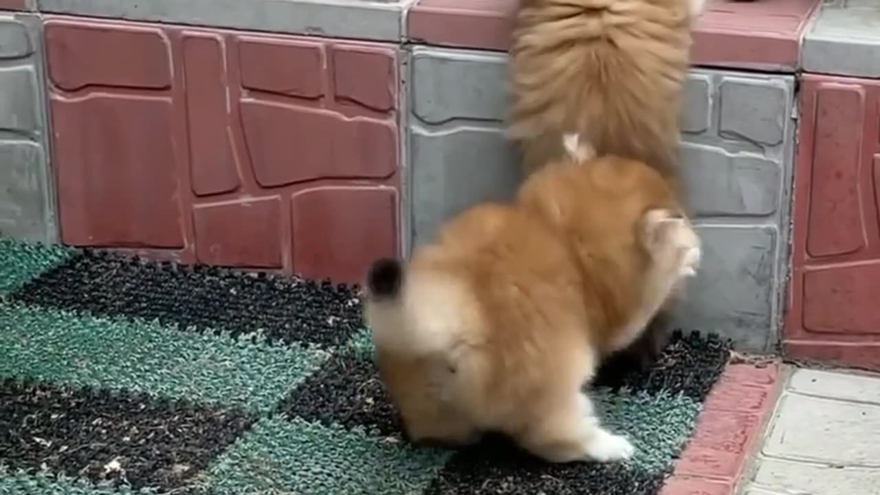 Kittens playing with each other on the stairs.