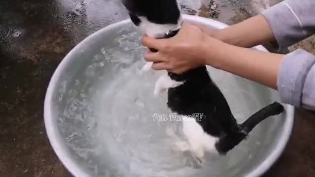 How to bath your cat