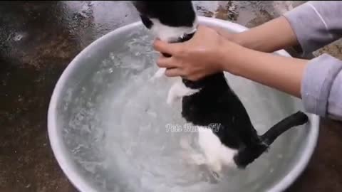 How to bath your cat