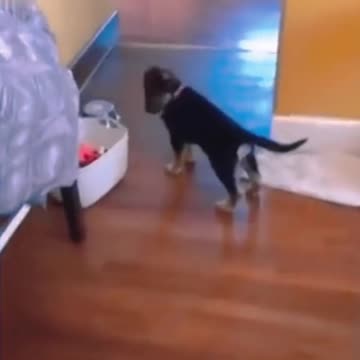 This Dog tho...Funny dog