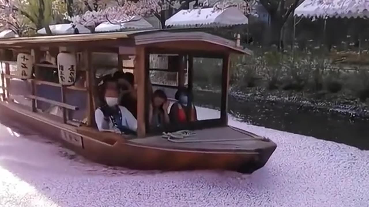 Travel Japan to enjoy the cherry blossoms in the river by boat