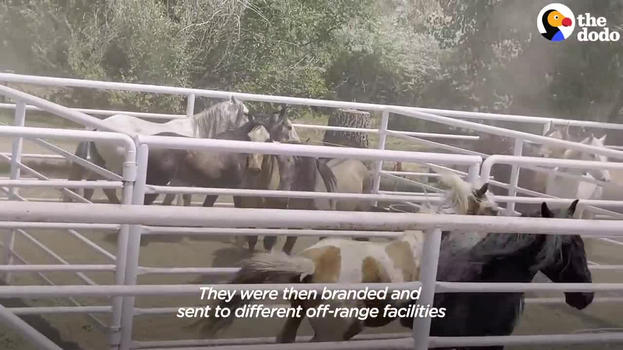 Woman Spends Over A Year Trying To Find Wild Horse And All Of His Mares And Babies | The Dodo