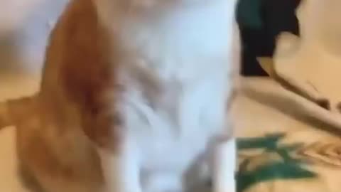 Funny Cats and Dogs