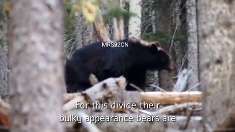 Bear