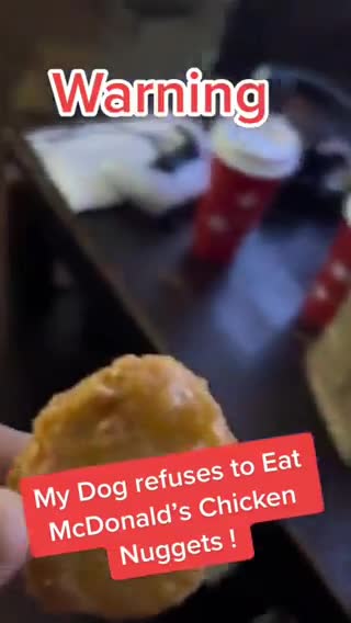 ❌ Il cane senzatetto si rifiuta di mangiare McDonalds, questo ti