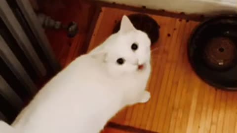 Cute Cat Gif