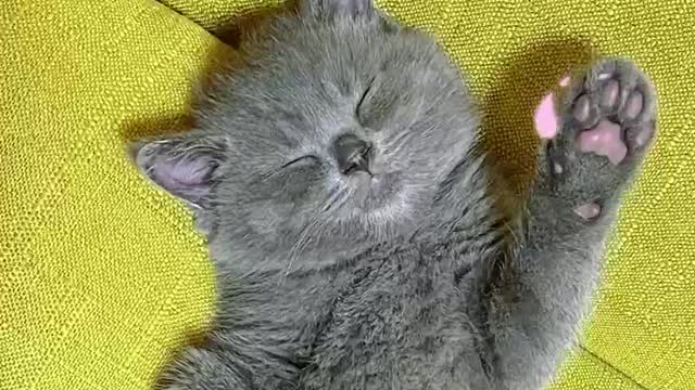 Share a cute kitten