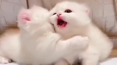 Cute cat 🐱🐈🐱🐈🐈🐱🐱🐱😍😍🤩🥰🥰🤩🥰🤣👌👌😽😽😻😻