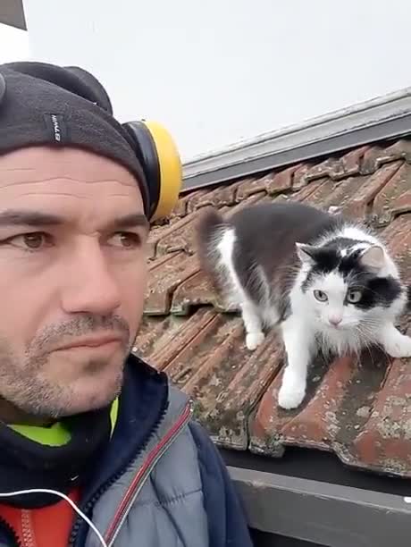 You know the cat's browser history and reveal it in public