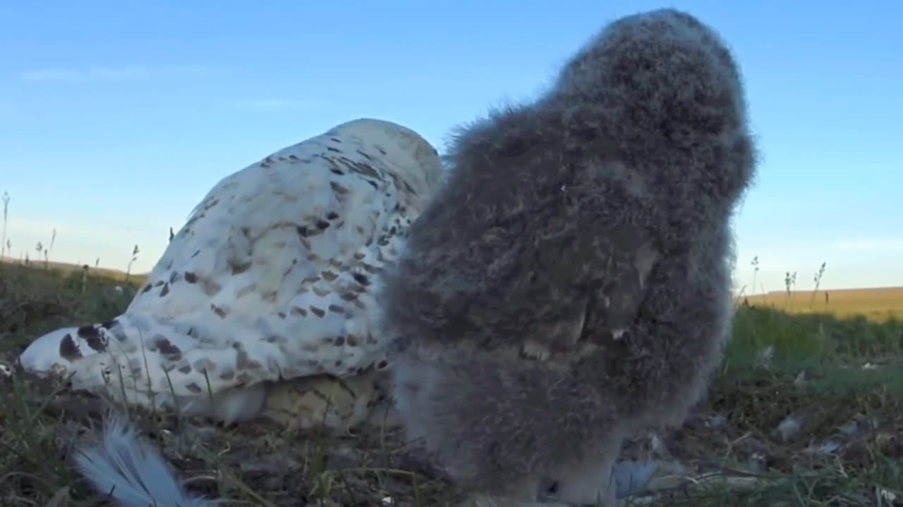 warm snowy owl family