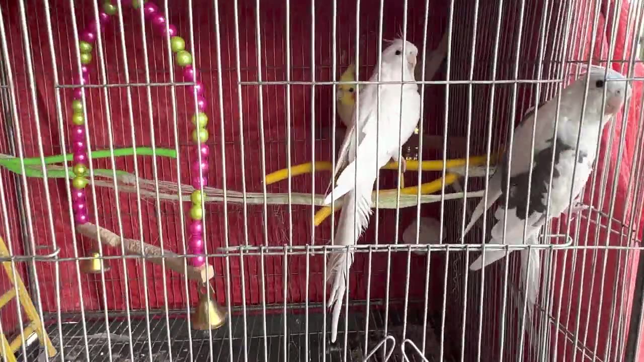 Albino Cockatiel Playing