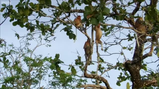 Nature's Oddest Looking Animals | Top 5 | BBC Earth