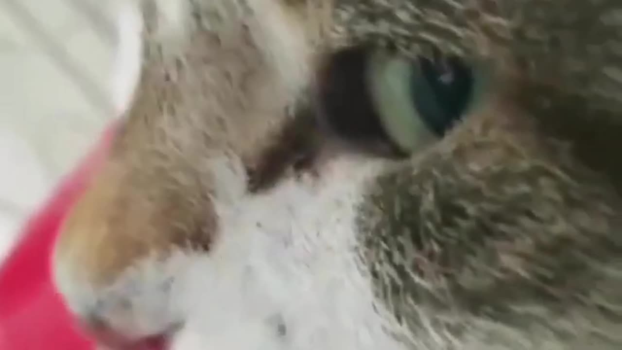 Funny Animals videos 2023