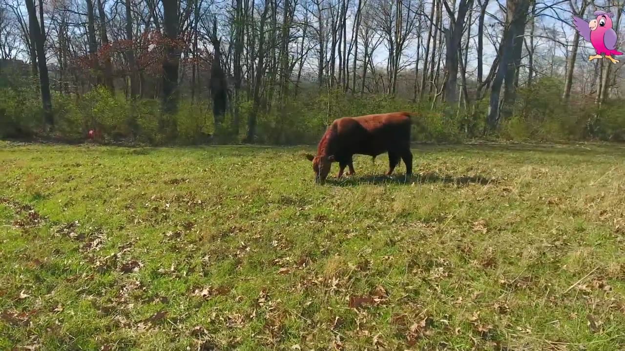 COW VIDEO COWS MOOING AND GRAZING IN A FIELD