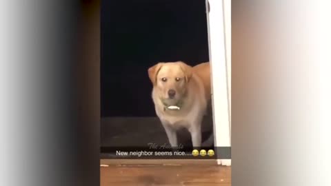 Funny animals