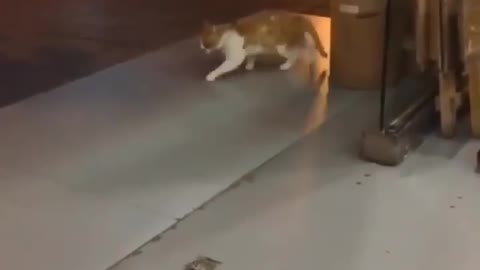 Cat moon walk