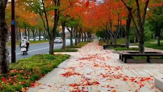 edleaves #quiet #relax #beauty #nice #foryou #tiktok #sceneryvideos #scenery