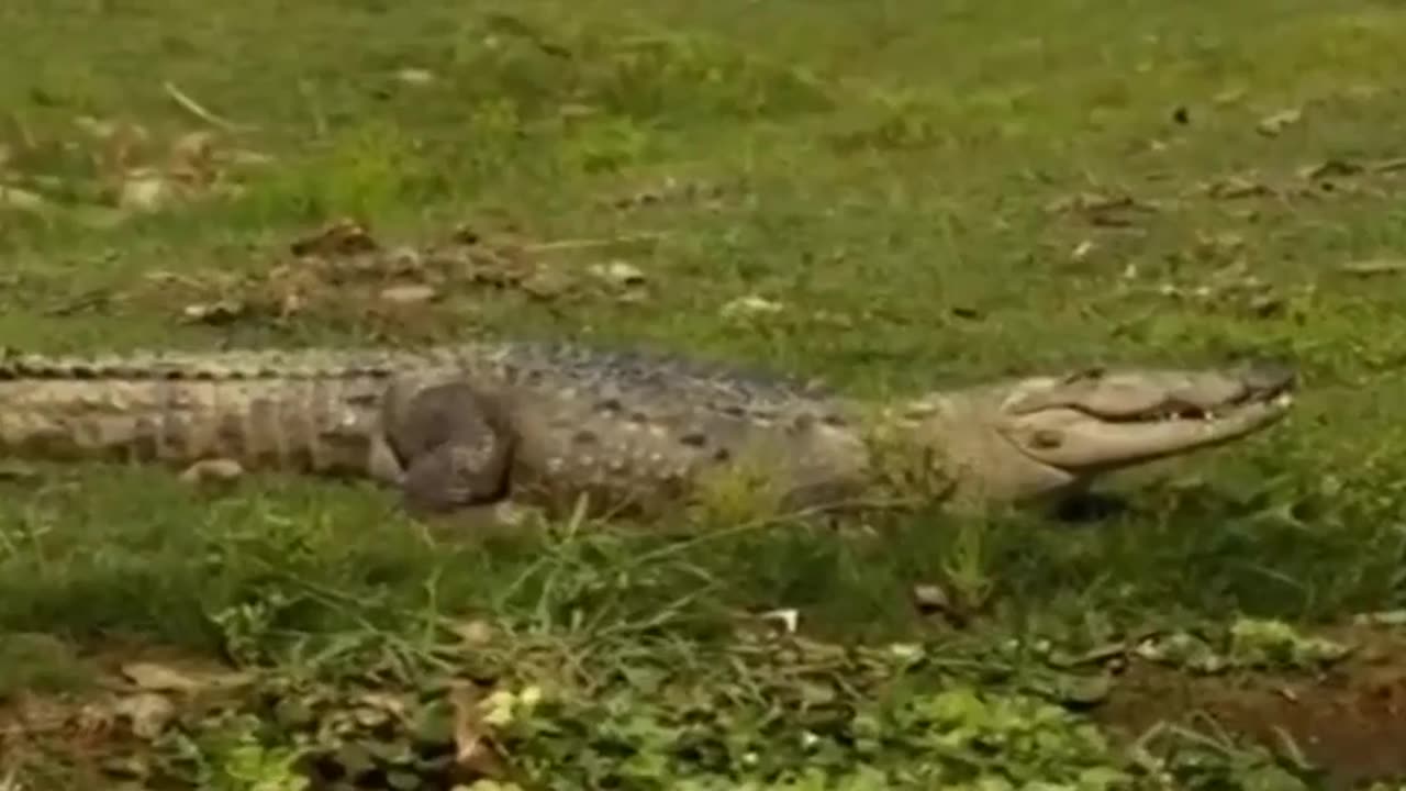 Wild Frank with Crocodile