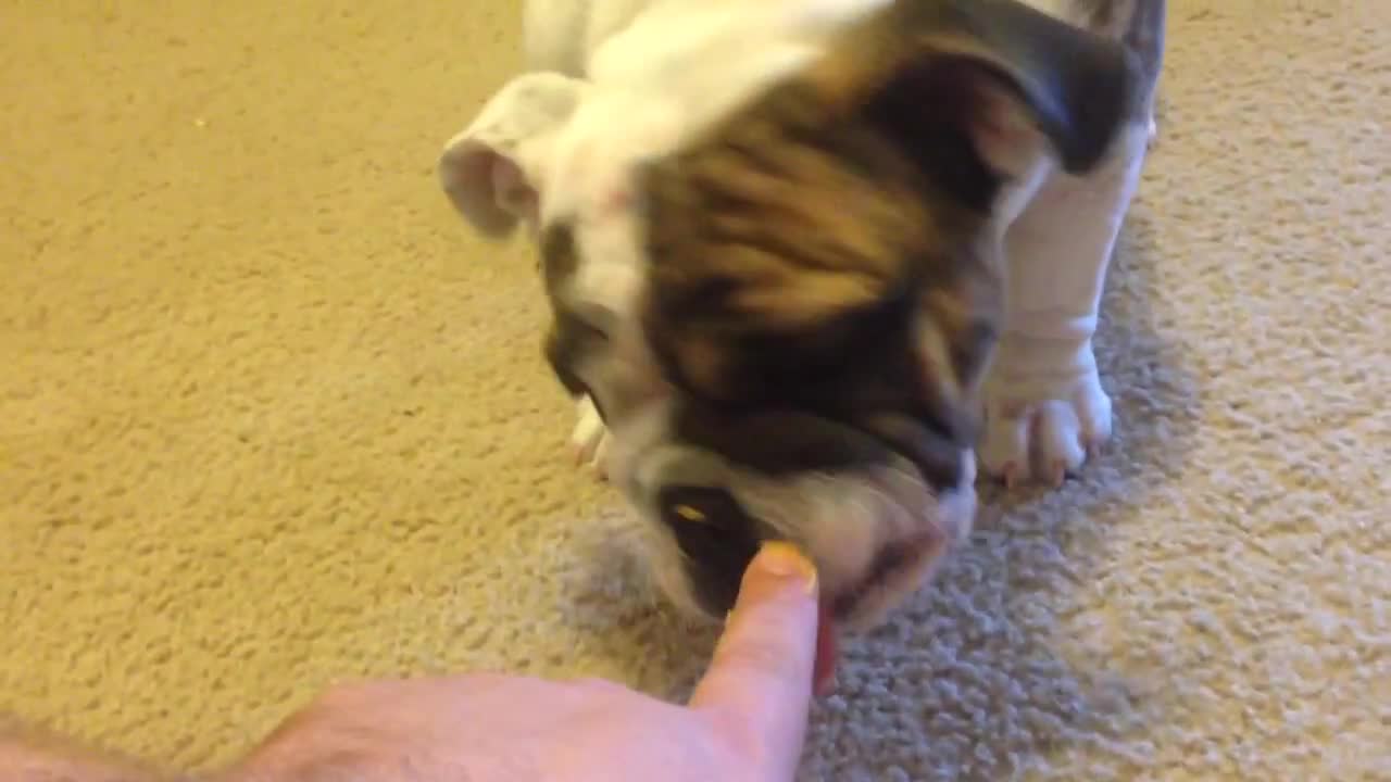 Puppy Agnes can't get enough peanut butter