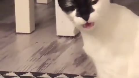 The smell of my kitty