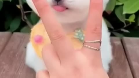 Cute cat🐈🐈🐈