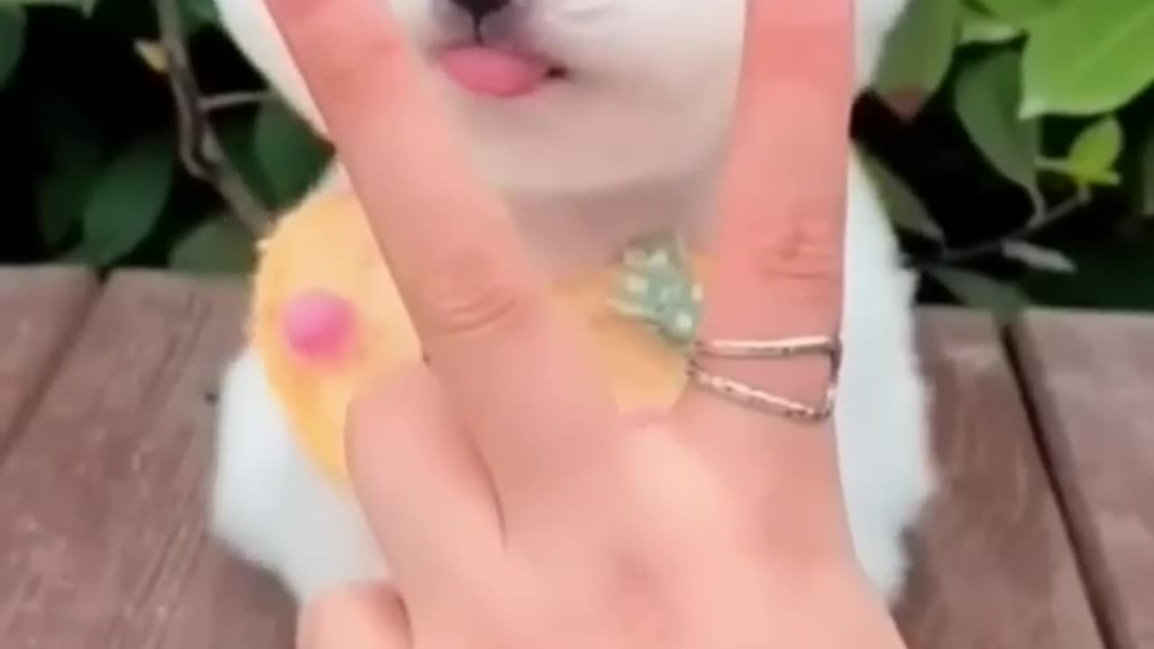 Cute cat🐈🐈🐈