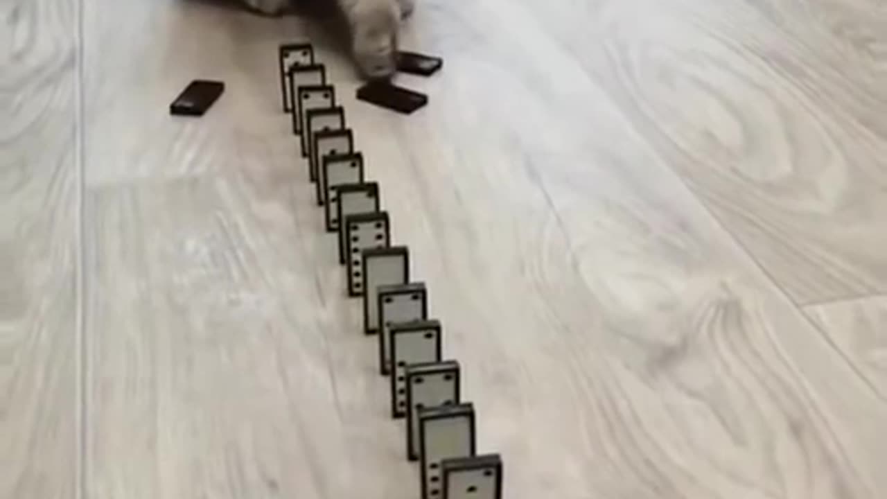 Domino Cat! Cute Cats!! Funny Cats