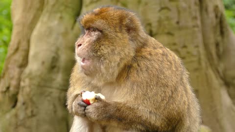 cute monkey eating apple