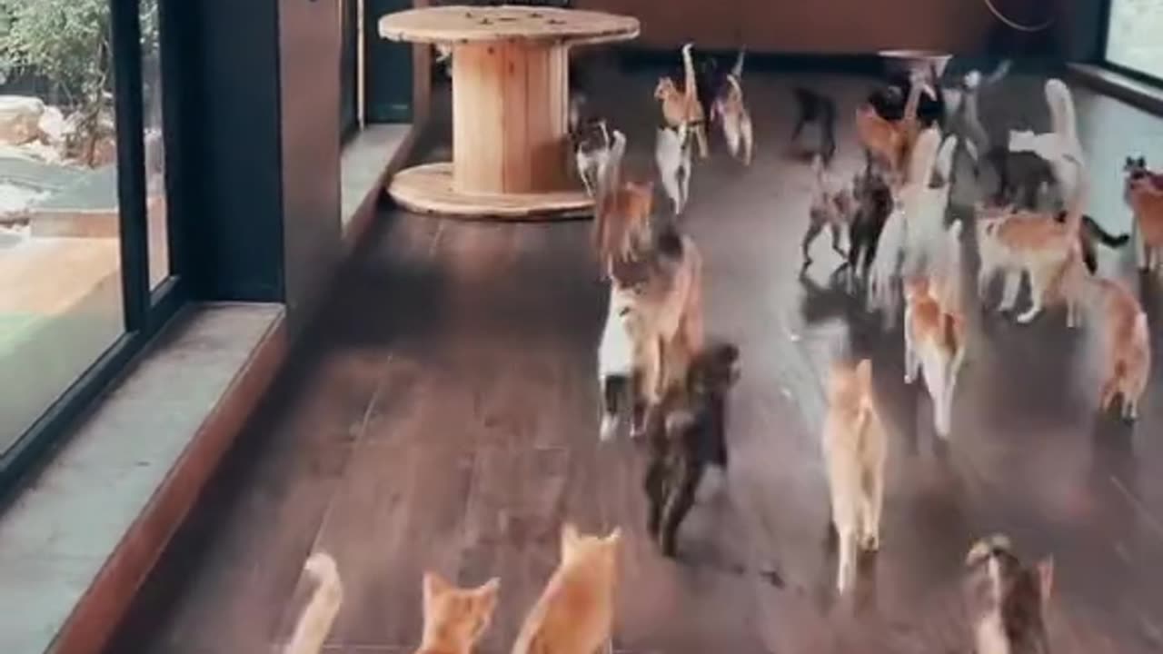 Meowrathon Madness: Feline Frenzy Unleashed!