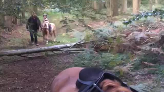 Son's First Jump on Horse Ends in Fall