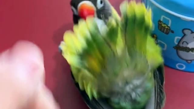 Smart parrot