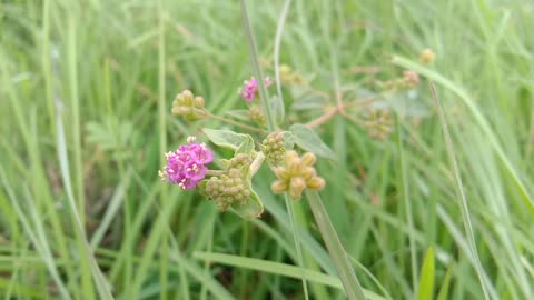 Unseen Flowers