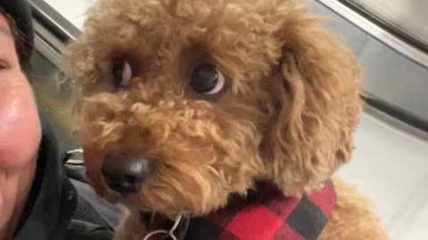 Little Floof Reacts to Escalator Ride