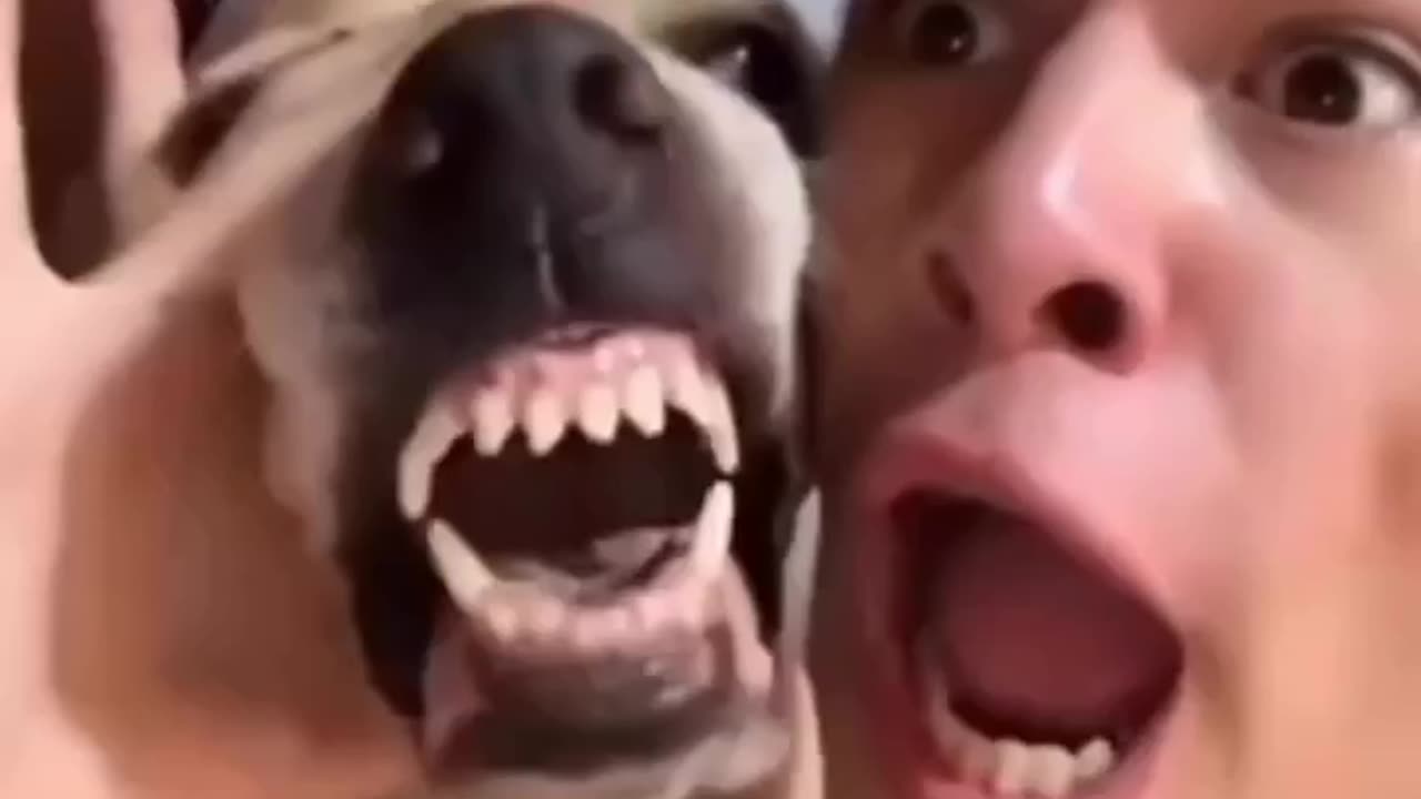 Funny dog 🐕 video