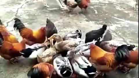 Chicken VS Dog Fight - Funny Dog Fight Videos