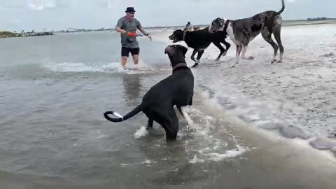 Happy Great Danes Love Chasing Toys & Playing Tug Of War At The Beach 2023