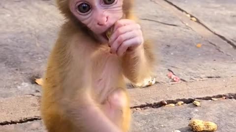 Baby monkey