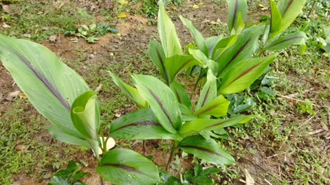 芳香萬壽菊分株種植