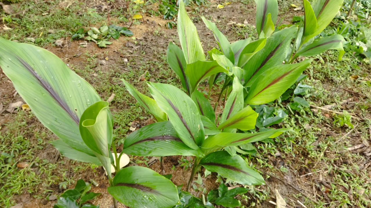 芳香萬壽菊分株種植