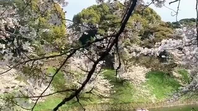 Beautiful cherry blossoms